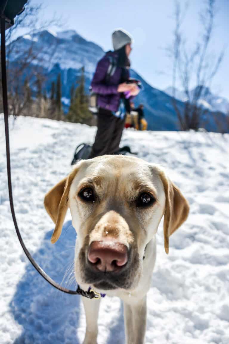 perro sobre la nieve