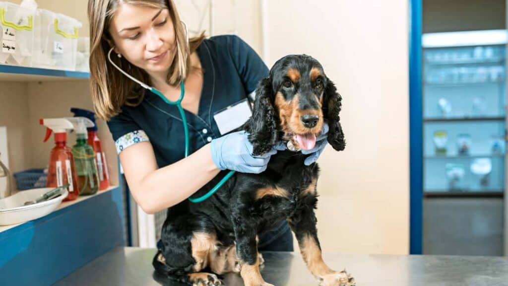 Estudiar Veterinaria en España, una experiencia ideal para los amantes de los animales